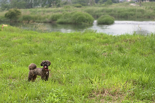 羽村で犬と川遊び